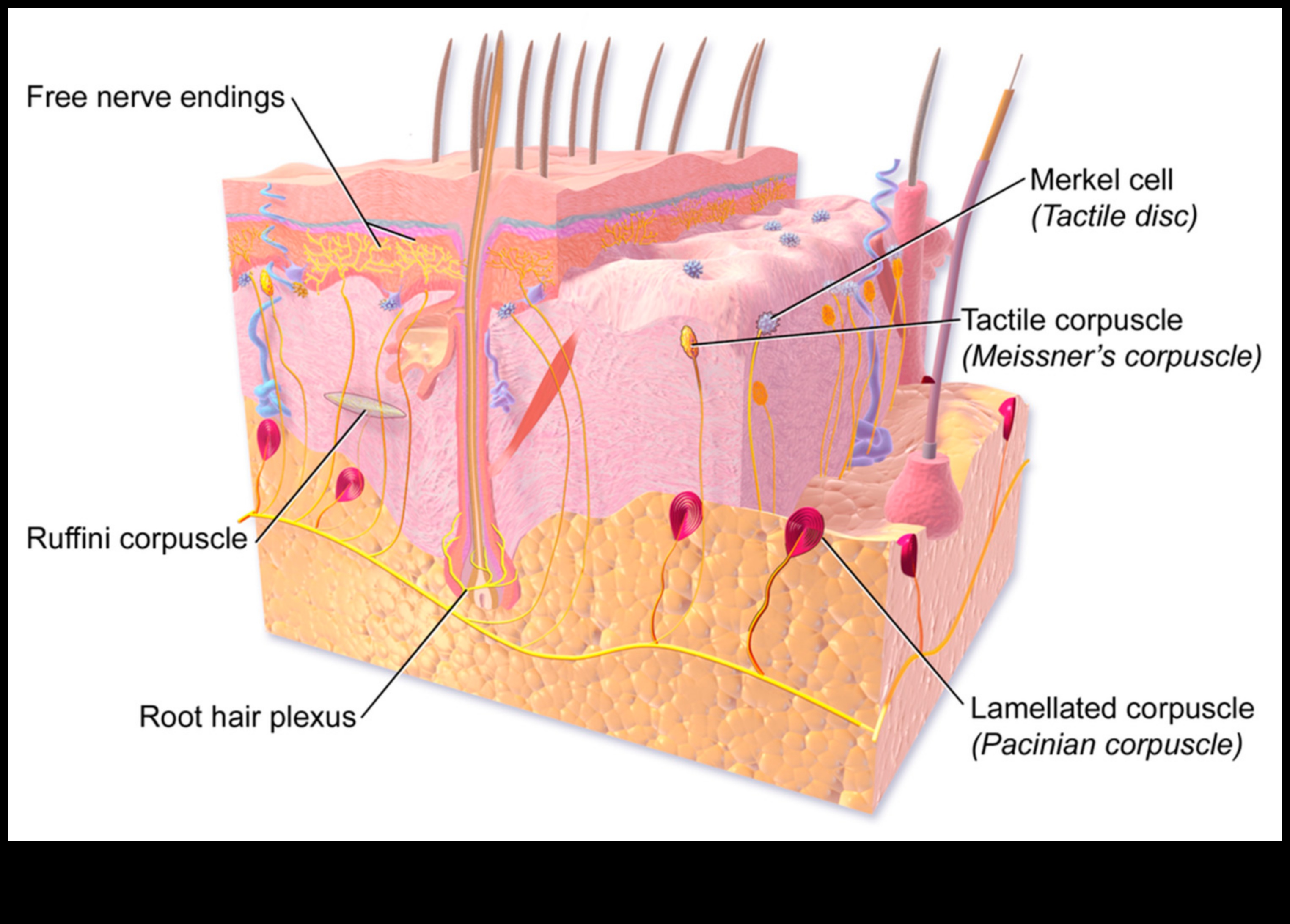 السكتات الدماغية الحسية: إضافة عناصر اللمس إلى الرسومات